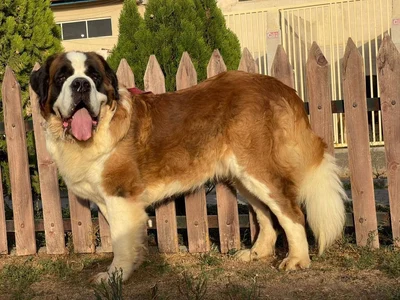 آگهی فروش نژاد سنت برنارد