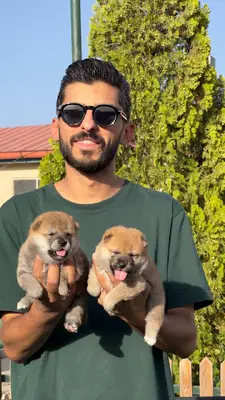 آگهی فروش نژاد شیبا اینو