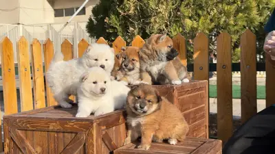 آگهی فروش نژاد شیبا اینو