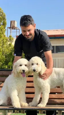 آگهی فروش نژاد پودل استاندارد