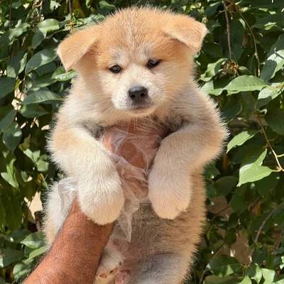 آگهی فروش نژاد آکیتا