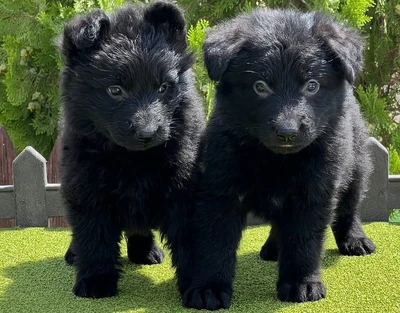 آگهی فروش نژاد ژرمن شپرد