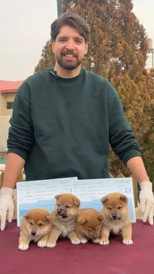 آگهی فروش نژاد شیبا اینو