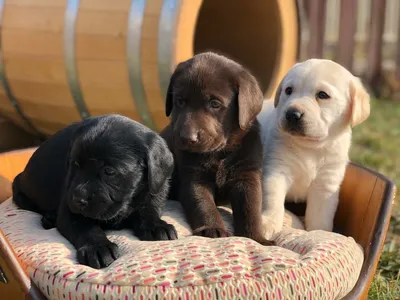 آگهی فروش نژاد لابرادور رتریور