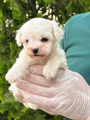 آگهی فروش نژاد بیشون فریزه