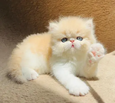 آگهی فروش نژاد پرشین