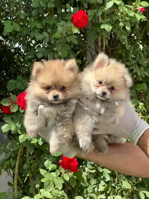 آگهی فروش نژاد پامرانین