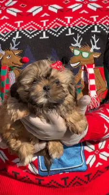 آگهی فروش نژاد شیتزو