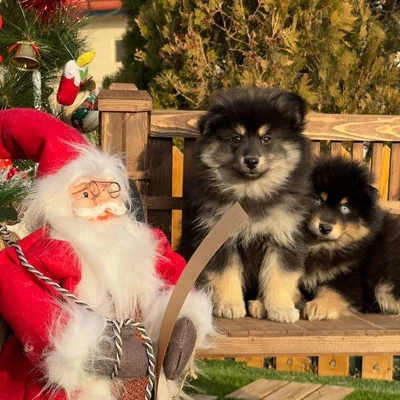 آگهی فروش نژاد پامسکی