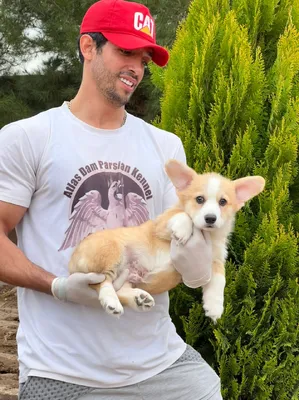 آگهی فروش نژاد کاردیگن ولش کرگی