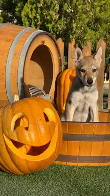 آگهی فروش نژاد چکسلواکین ولف داگ