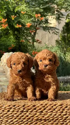 آگهی فروش نژاد پودل عروسکی