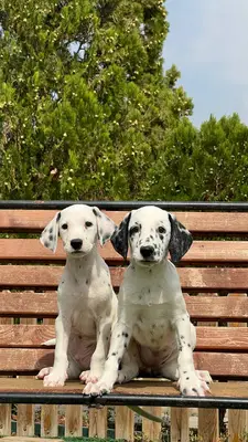 آگهی فروش نژاد دالمیشن