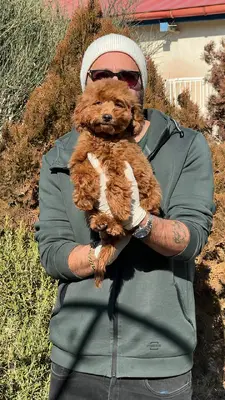 آگهی فروش نژاد پودل مینیاتوری