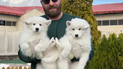 آگهی فروش نژاد سامویید