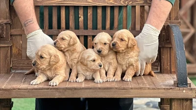 آگهی فروش نژاد گلدن رتریور