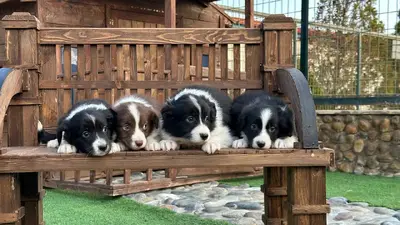 آگهی فروش نژاد بردر کالی