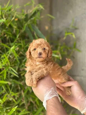 آگهی فروش نژاد پودل مینیاتوری