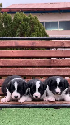 آگهی فروش نژاد بردر کالی