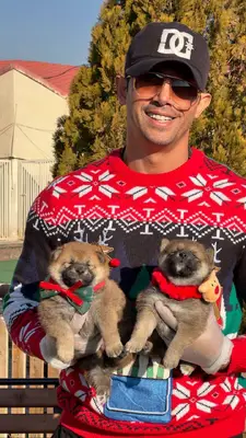 آگهی فروش نژاد شیبا اینو