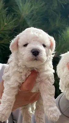 آگهی فروش نژاد بیشان فریزی