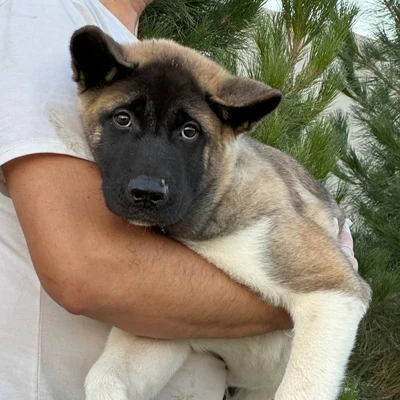 آگهی فروش نژاد آکیتا