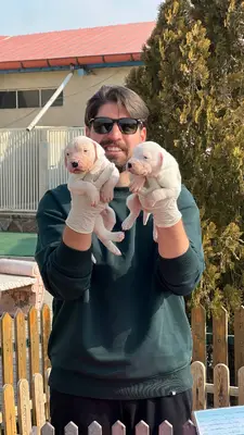 آگهی فروش نژاد داگو آرژانتینو