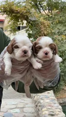 آگهی فروش نژاد کاوالیر کینگ چارلز اسپانیل