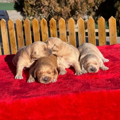 آگهی فروش نژاد گلدن رتریور