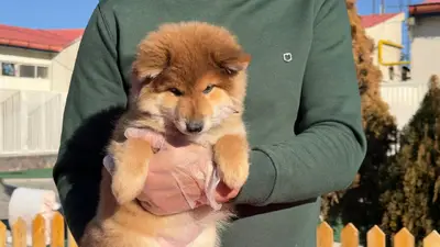 آگهی فروش نژاد شیبا اینو