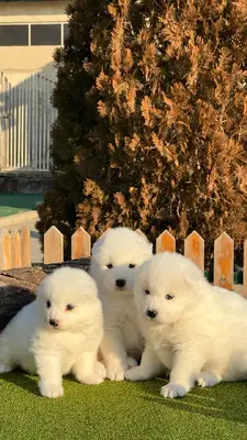 آگهی فروش نژاد سامویید