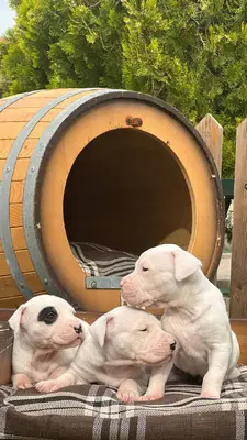 آگهی فروش نژاد داگو آرژانتینو