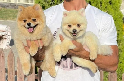 آگهی فروش نژاد پامرانین