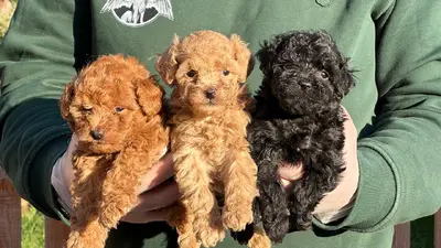 آگهی فروش نژاد پودل مینیاتوری