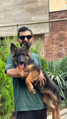 آگهی فروش نژاد ژرمن شپرد
