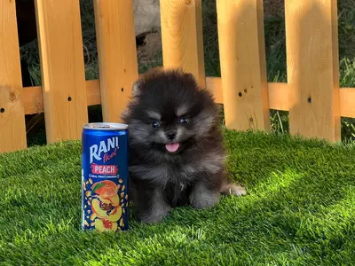 آگهی فروش نژاد پامرانین