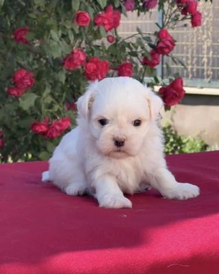 آگهی فروش نژاد مالتیز