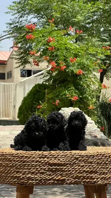 آگهی فروش نژاد پودل عروسکی