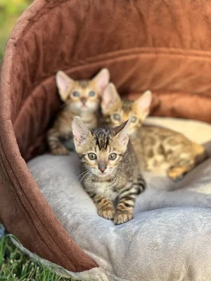 آگهی فروش نژاد بنگال