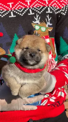 آگهی فروش نژاد شیبا اینو