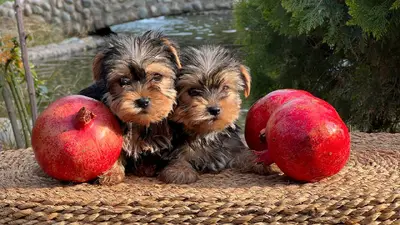 آگهی فروش نژاد یورکشایر تریر