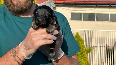 آگهی فروش نژاد ژرمن شپرد