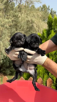 آگهی فروش نژاد پاگ