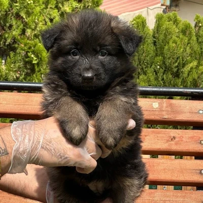 آگهی فروش نژاد ژرمن شپرد