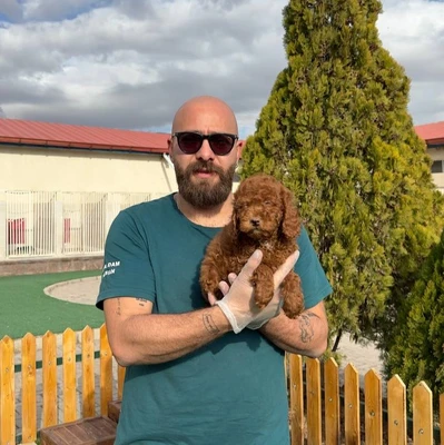 آگهی فروش نژاد پودل عروسکی