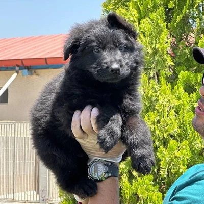 آگهی فروش نژاد ژرمن شپرد