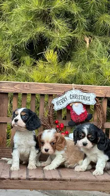 آگهی فروش نژاد کاوالیر کینگ چارلز اسپانیل