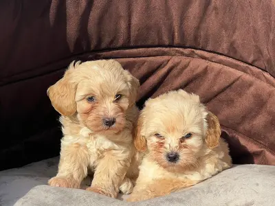 آگهی فروش نژاد پودل عروسکی