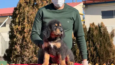 آگهی فروش نژاد تیبتن ماستیف