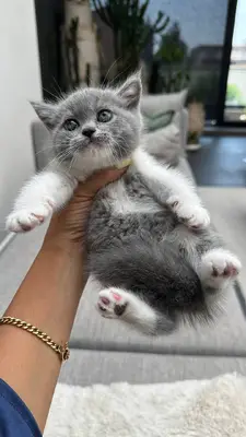 آگهی فروش نژاد بریتیش شورت هیر